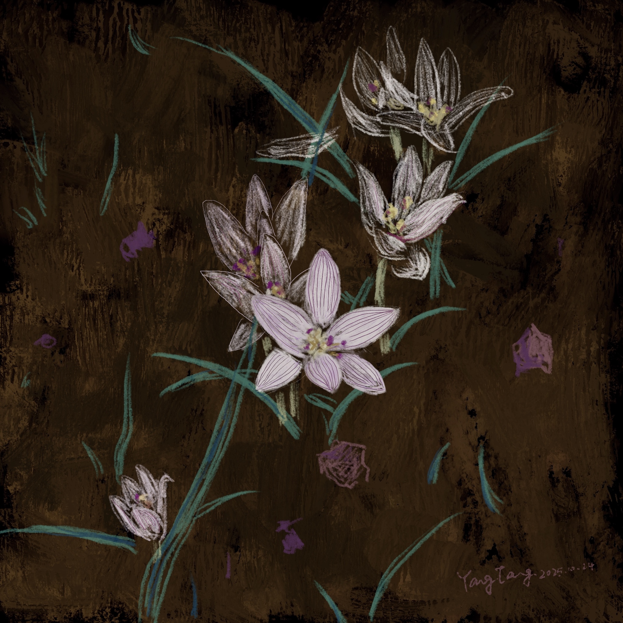 wild flowers 002 – colchicum cupanii wild flowers 002 – colchicum cupanii