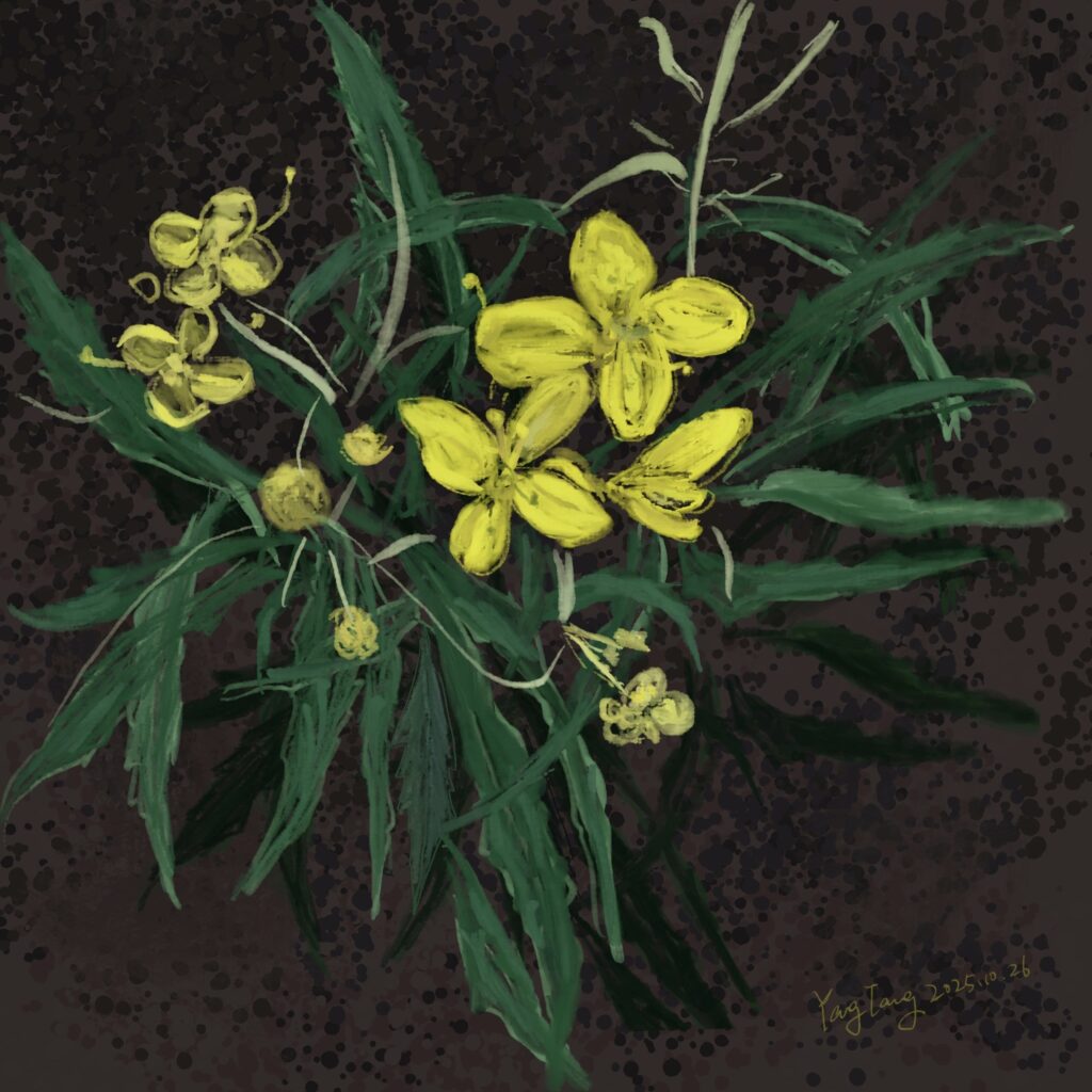 Two Springs wild flowers 003 – diplotaxis tenuifolia