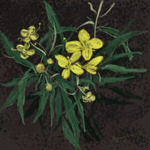 wild flowers 003 – diplotaxis tenuifolia
