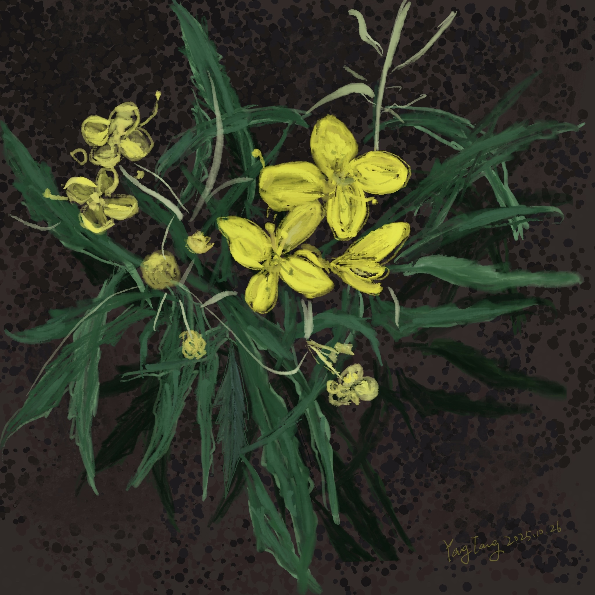 wild flowers 003 – diplotaxis tenuifolia wild flowers 003 – diplotaxis tenuifolia