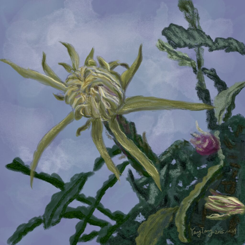 Two Springs wild flowers 005 hylocereus undatus