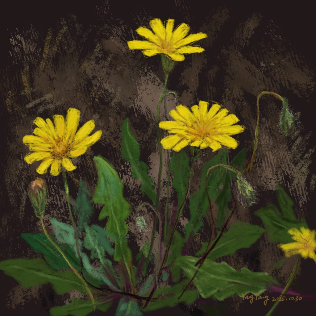 Two Springs wild flowers 005 – leontodon tuberosus