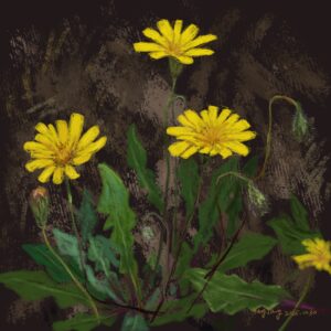 wild flowers 005 – leontodon tuberosus