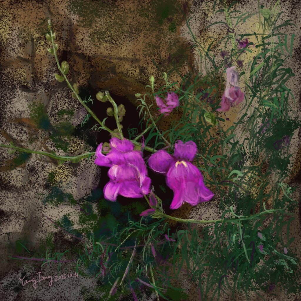Two Springs wild flowers 007 – antirrhinum majus