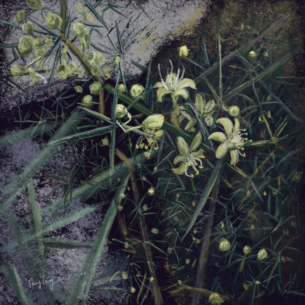 Two Springs wild flowers 007 – asparagus aphyllus