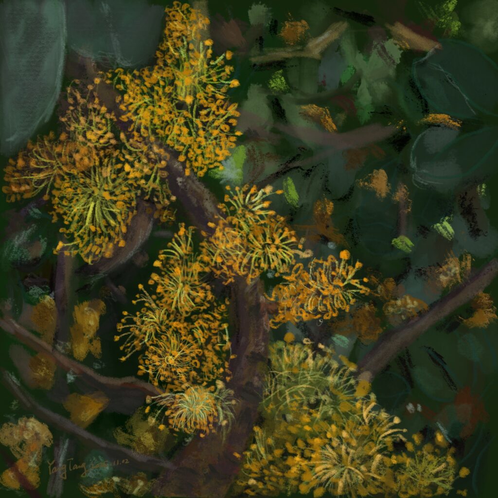 Two Springs wild flowers 009 – ceratonia siliqua