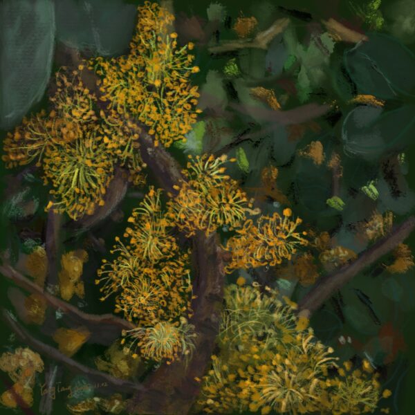 Two Springs wild flowers 009 – ceratonia siliqua