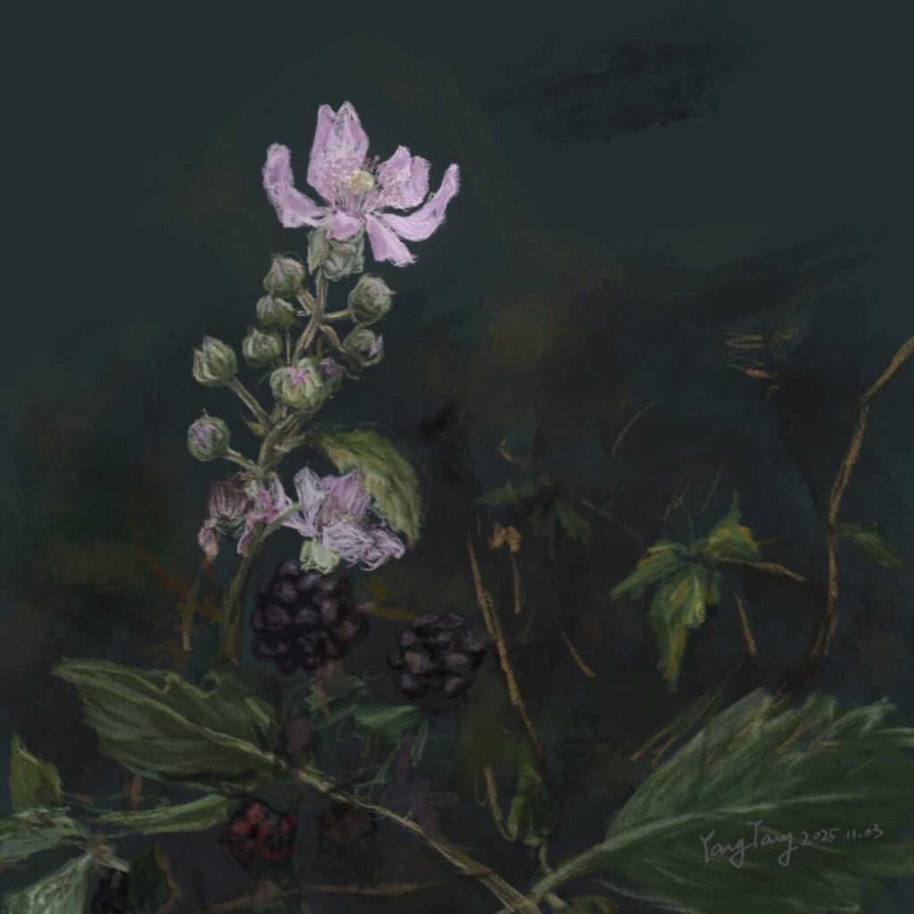 Two Springs wild flowers 010 – rubus ulmifolius