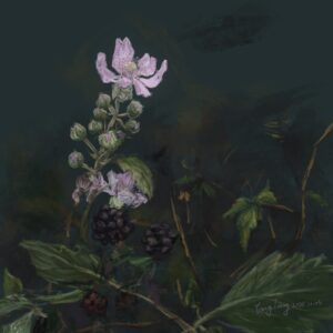 wild flowers 010 – rubus ulmifolius