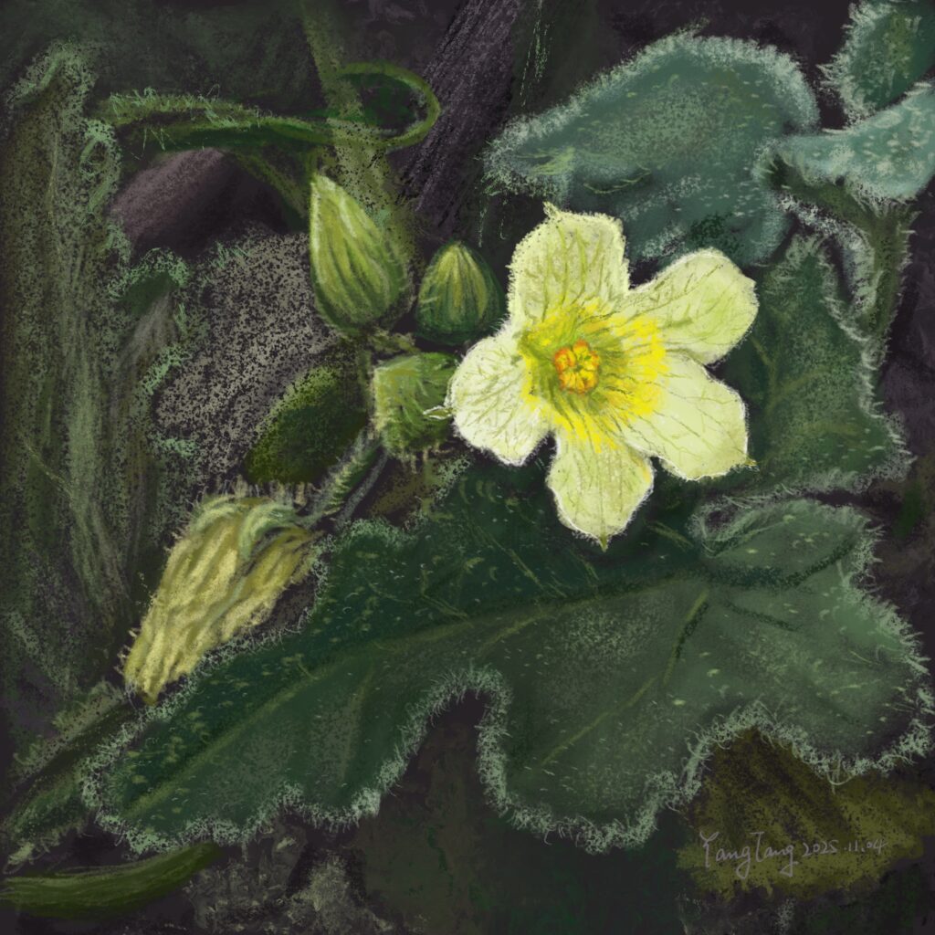 Two Springs wild flowers 011 – ecballium elaterium