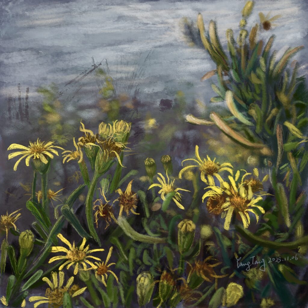 Two Springs wild flowers 012 – limbarda crithmoides