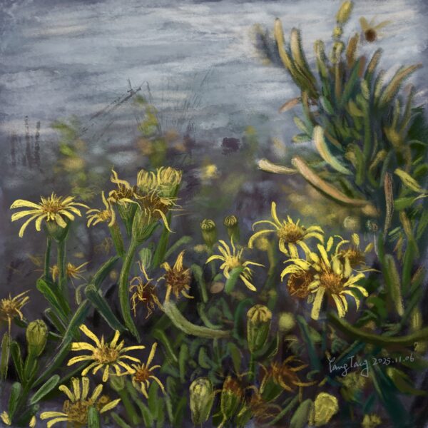 Two Springs wild flowers 012 – limbarda crithmoides