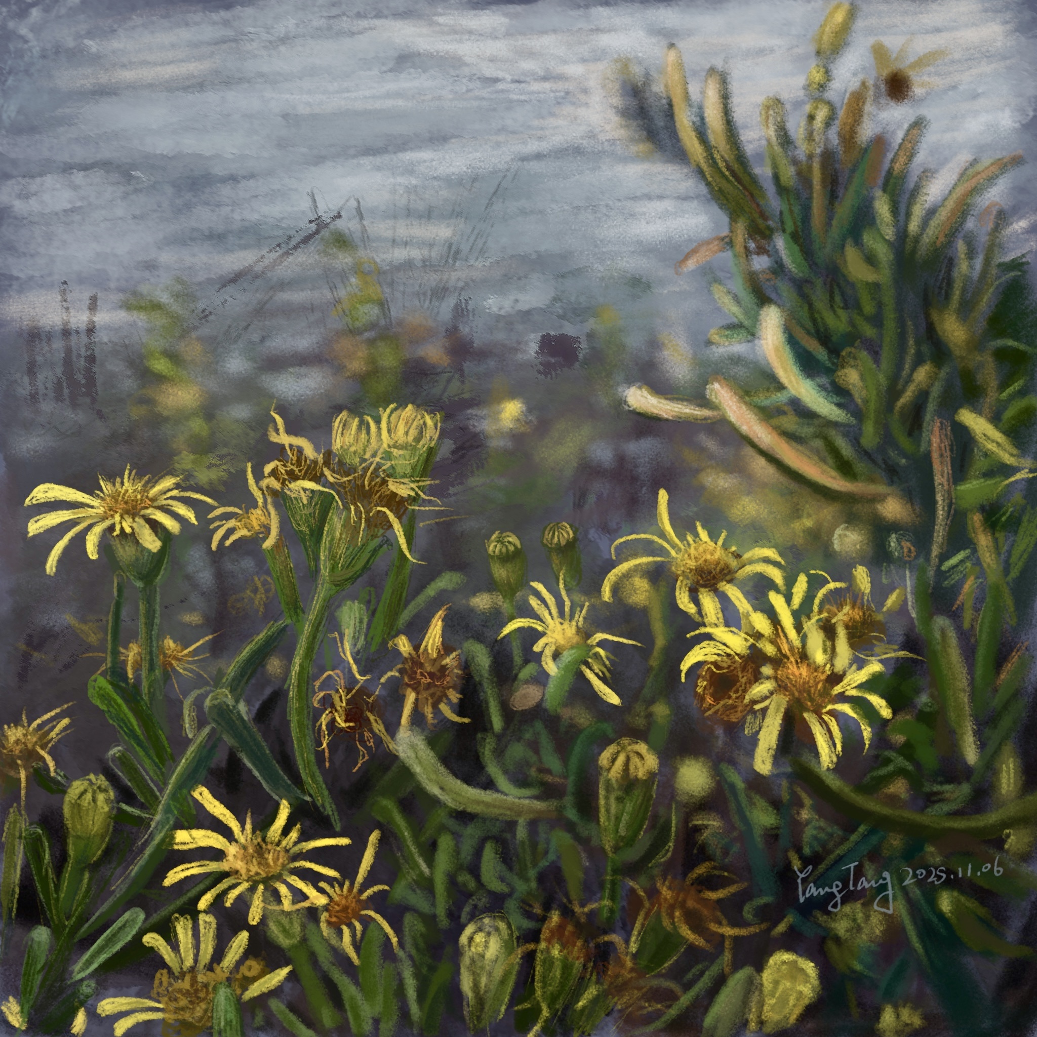 wild flowers 012 – limbarda crithmoides wild flowers 012 – limbarda crithmoides