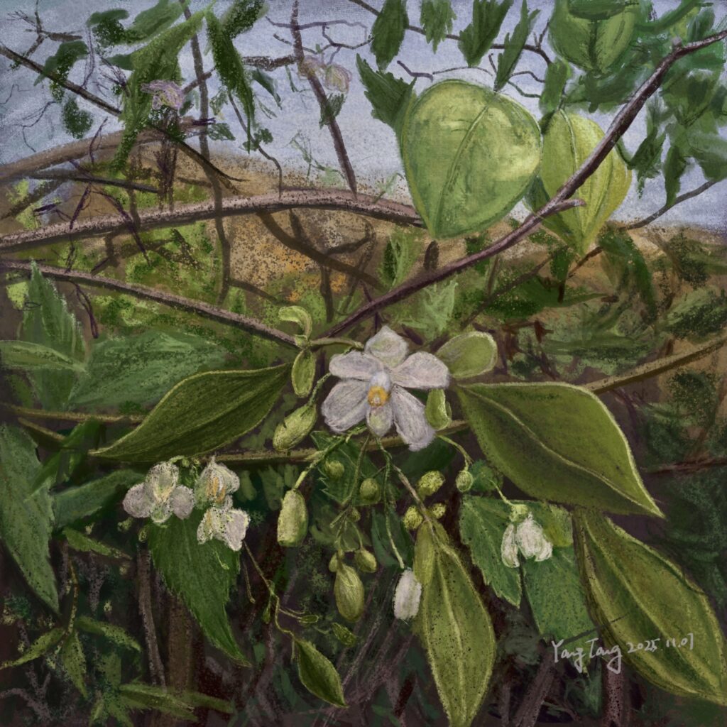 Two Springs wild flowers 013 – cardiospermum grandiflorum