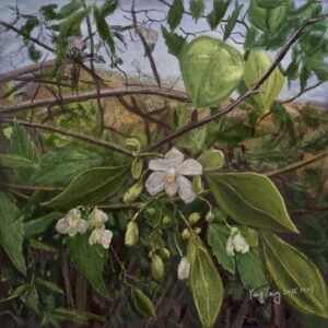 wild flowers 013 – cardiospermum grandiflorum