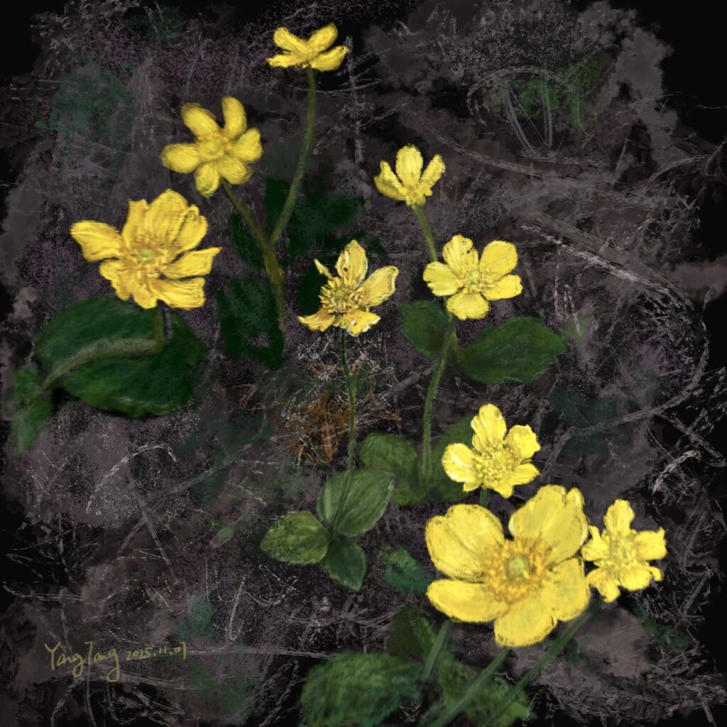 Two Springs wild flowers 014 – ranunculus bullatus