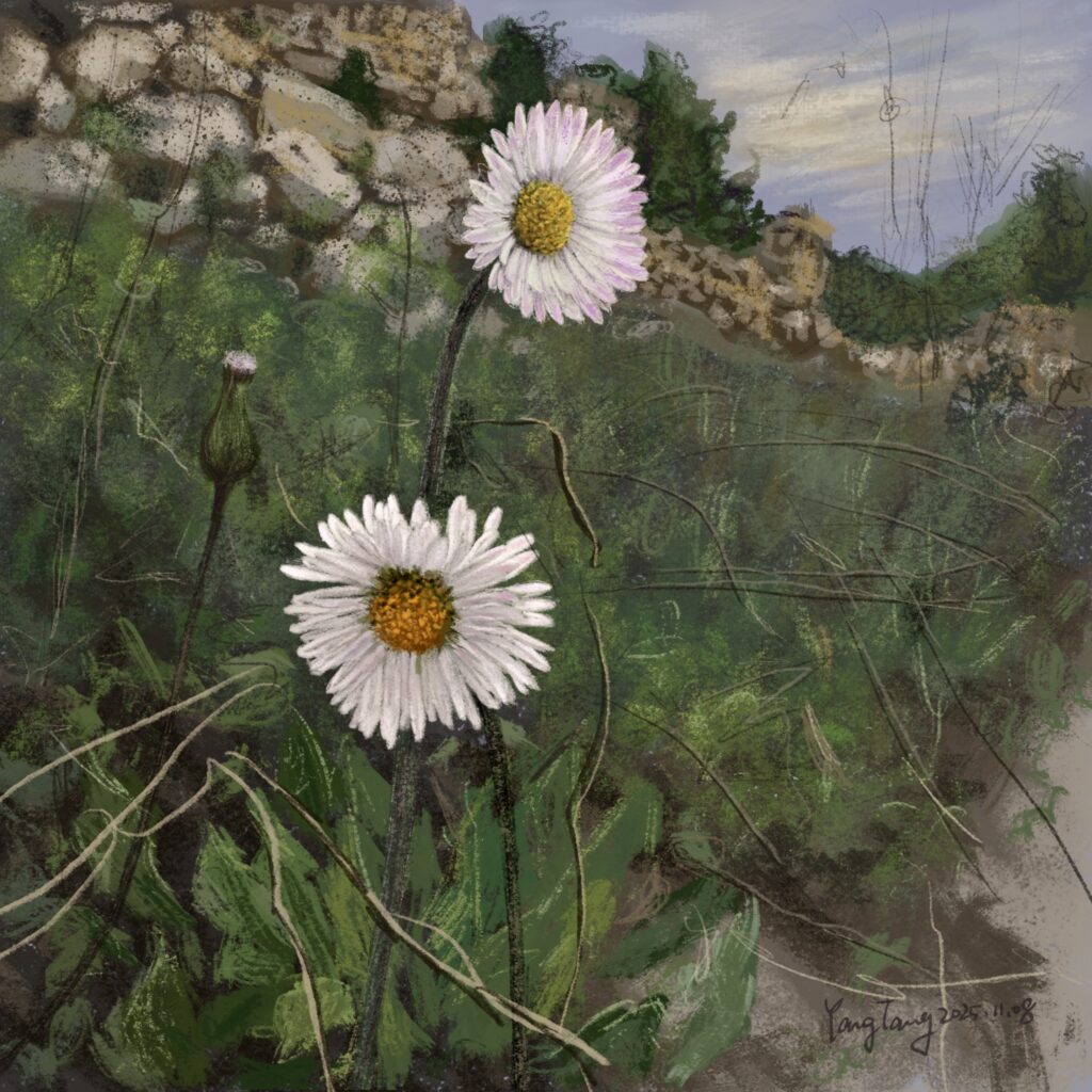 Two Springs wild flowers 015 – bellis sylvestris
