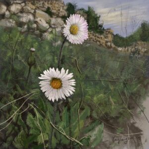 wild flowers 015 – bellis sylvestris