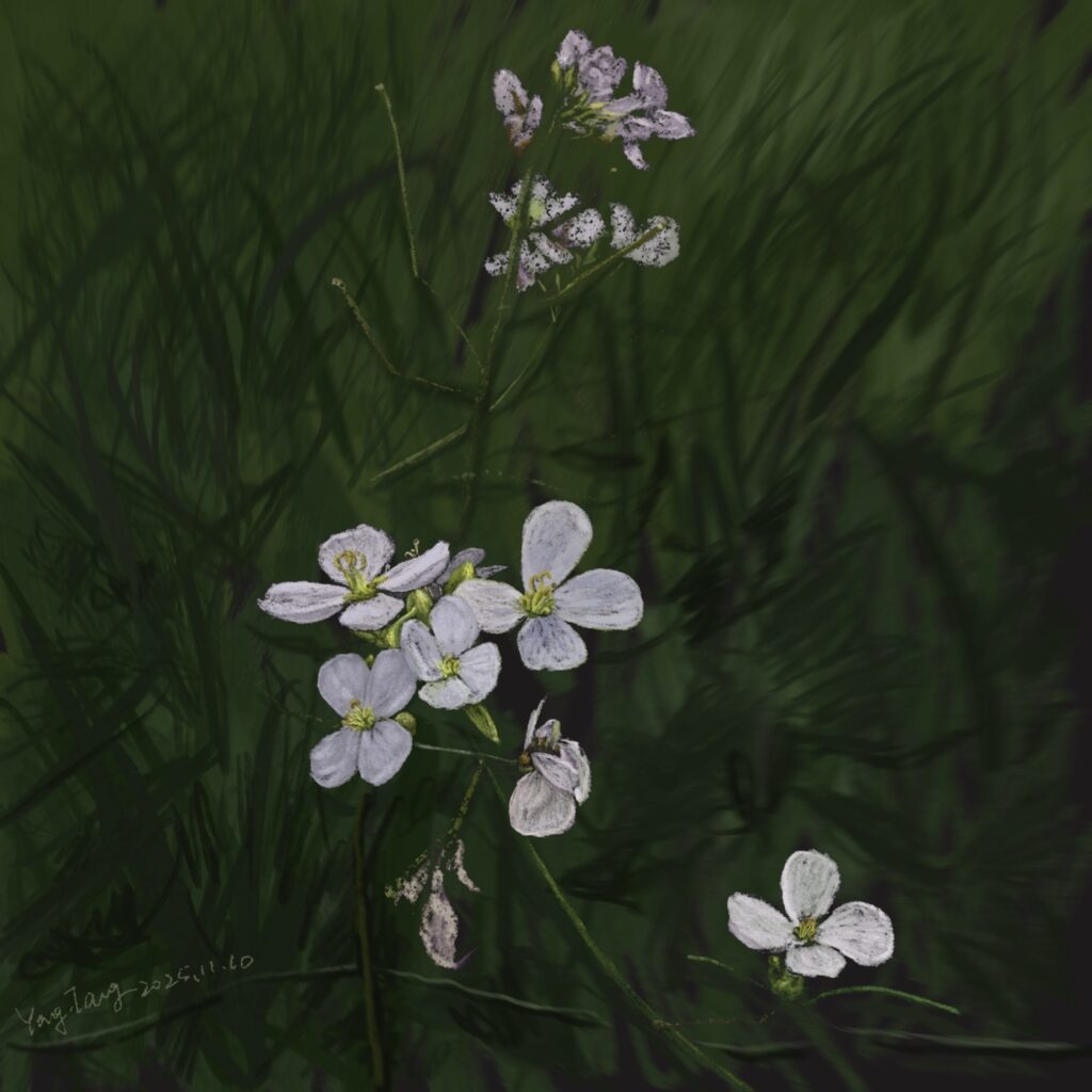 Two Springs wild flowers 016 – diplotaxis erucoides