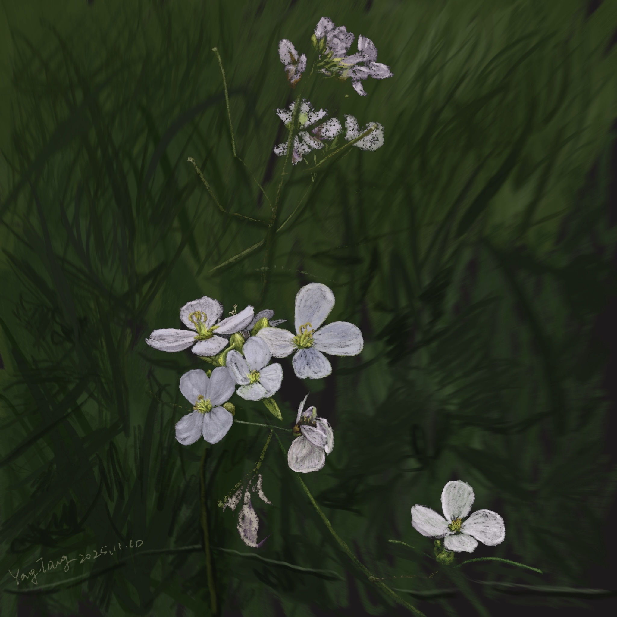 wild flowers 016 – diplotaxis erucoides wild flowers 016 – diplotaxis erucoides