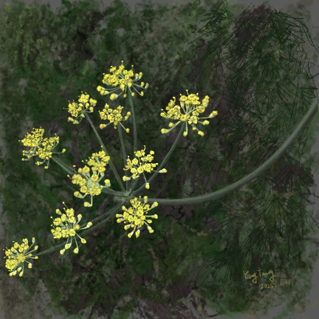 Two Springs wild flowers 017 foeniculum vulgare