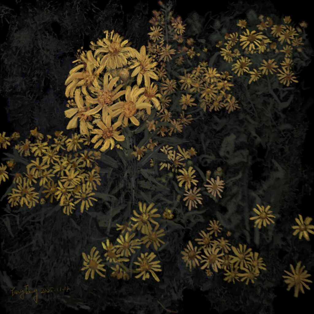 Two Springs wild flowers 019 – dittrichia viscosa
