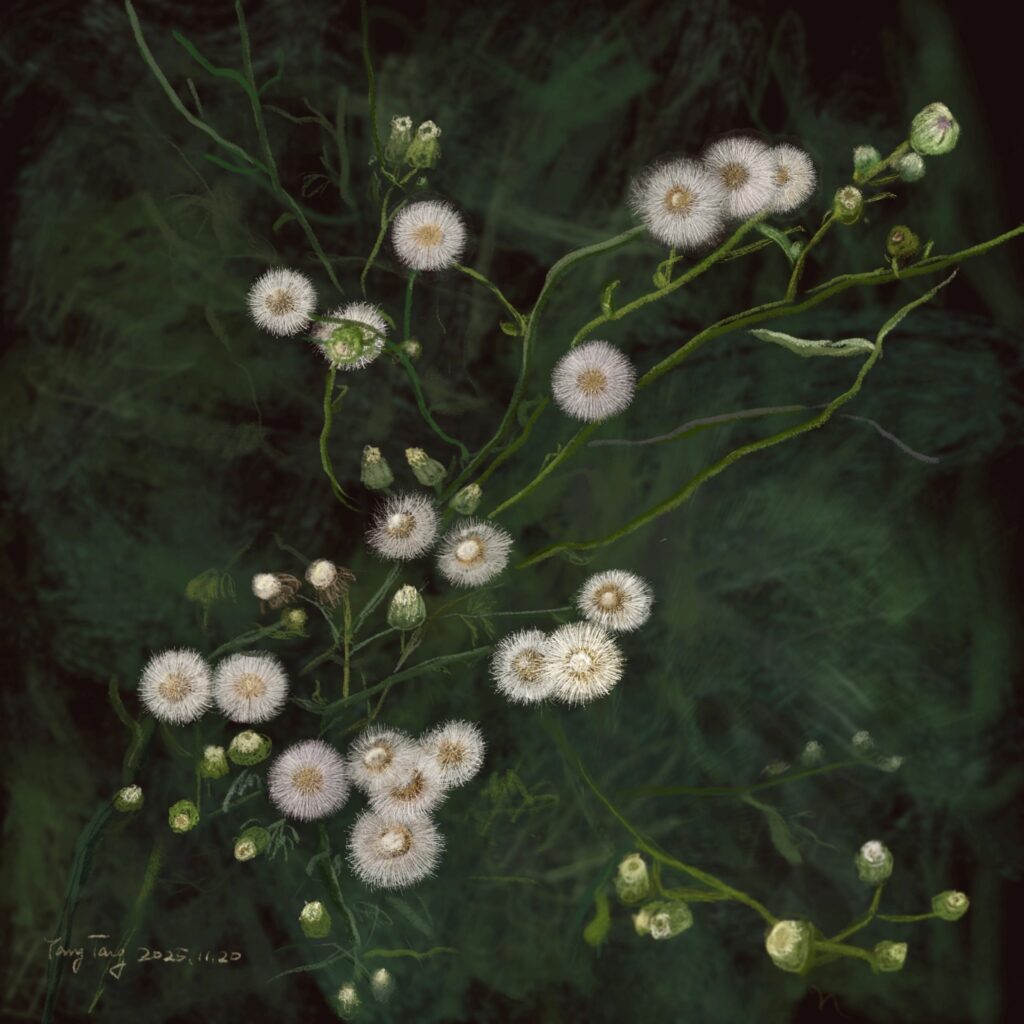 Two Springs wild flowers 022 – erigeron bonariensis