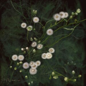 wild flowers 022 – erigeron bonariensis
