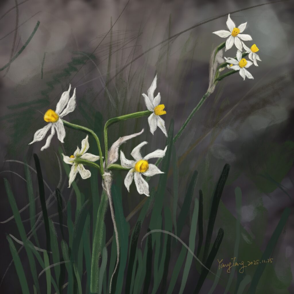 Two Springs wild flowers 020 – narcissus tazetta