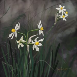 wild flowers 020 – narcissus tazetta