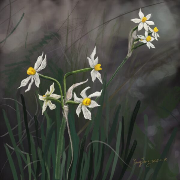 Two Springs wild flowers 020 – narcissus tazetta