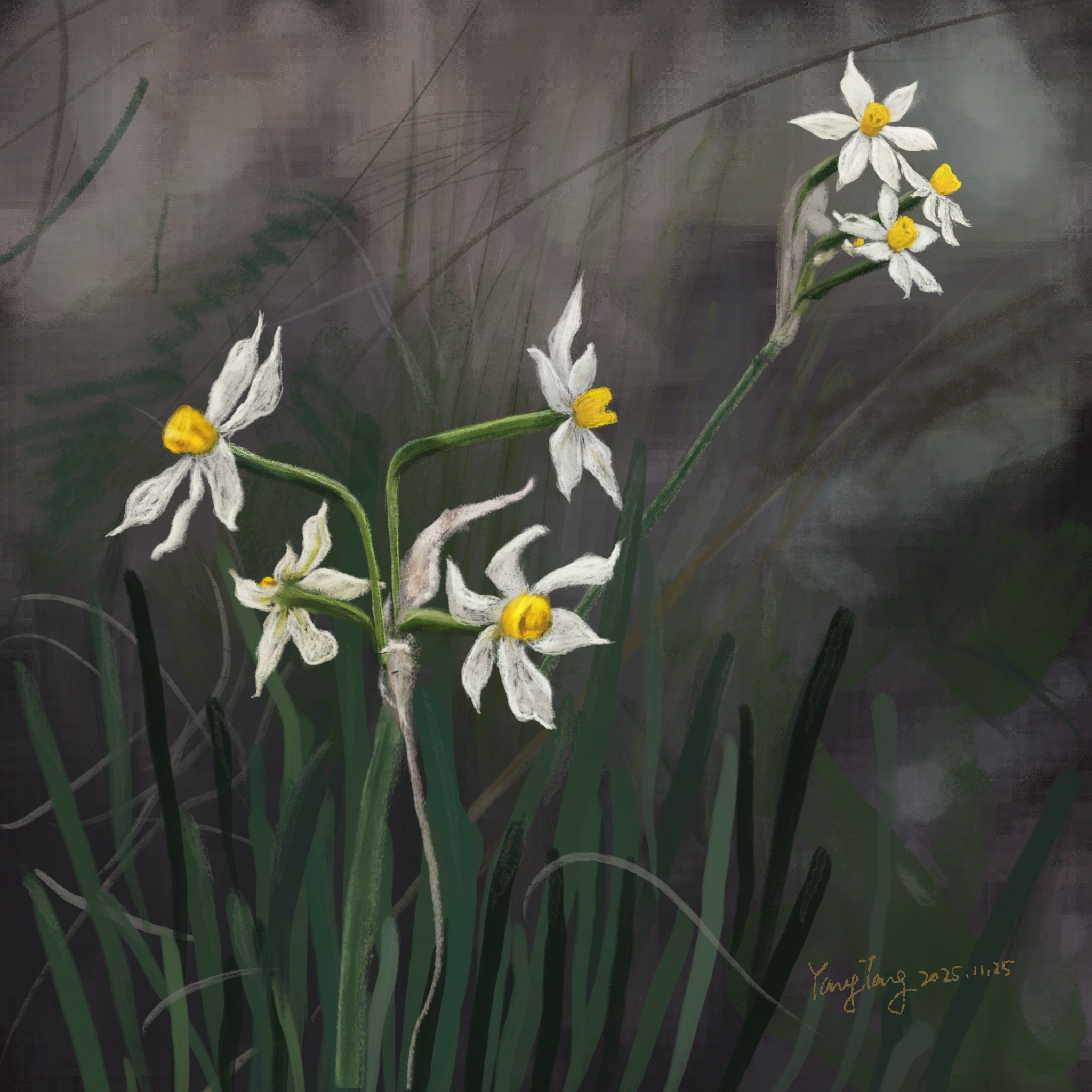 wild flowers 020 – narcissus tazetta wild flowers 020 – narcissus tazetta