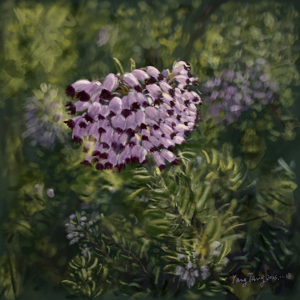Two Springs wild flowers 025 – erica multiflora