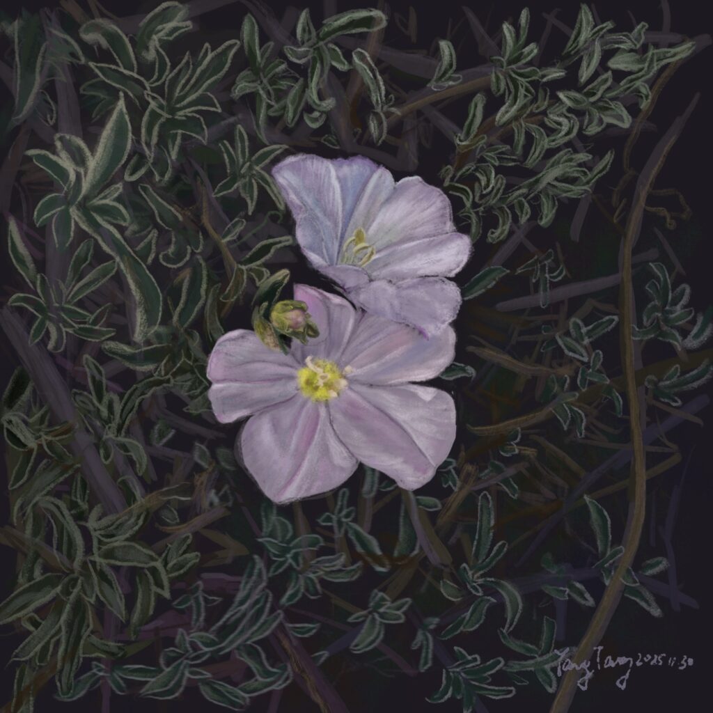 Two Springs wild flowers 026 – convolvulus oleifolius