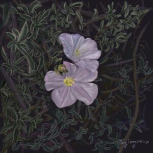 wild flowers 026 – convolvulus oleifolius