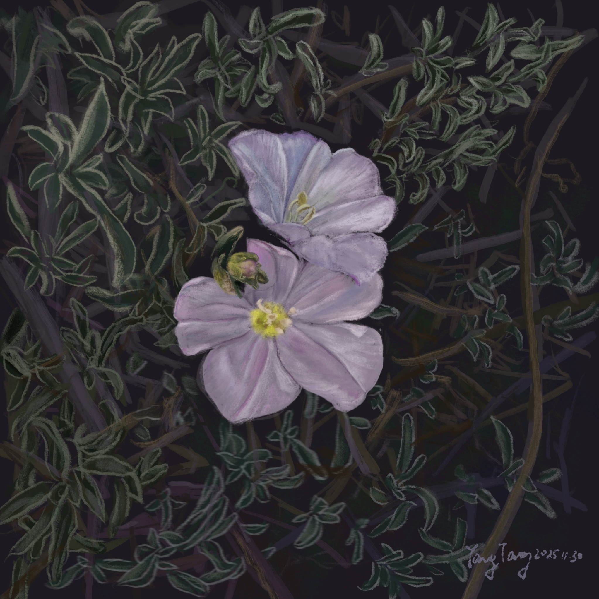 wild flowers 026 – convolvulus oleifolius wild flowers 026 – convolvulus oleifolius