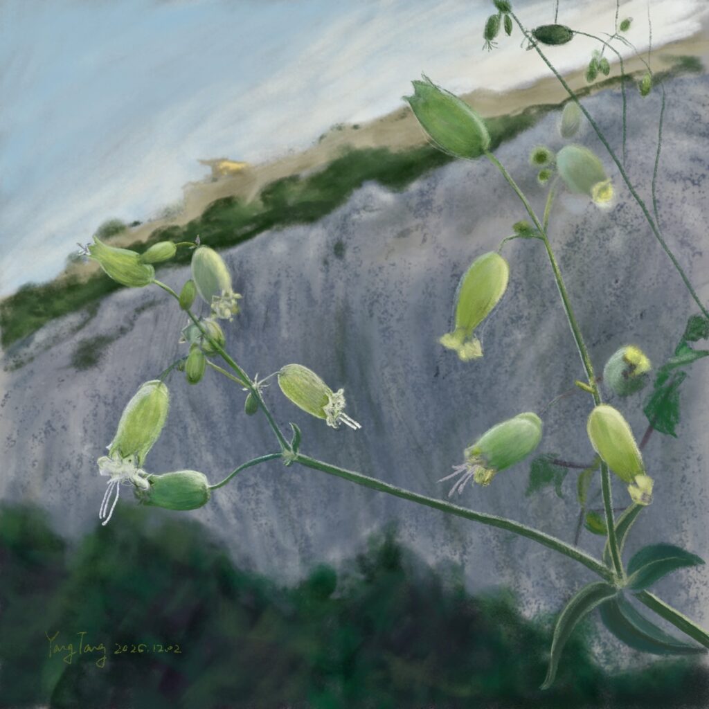 Two Springs wild flowers 027 – silene vulgaris