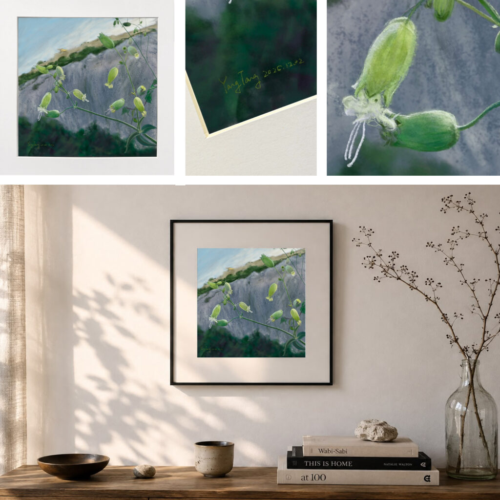 wild flowers 027 – silene vulgaris