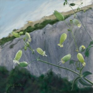 wild flowers 027 – silene vulgaris