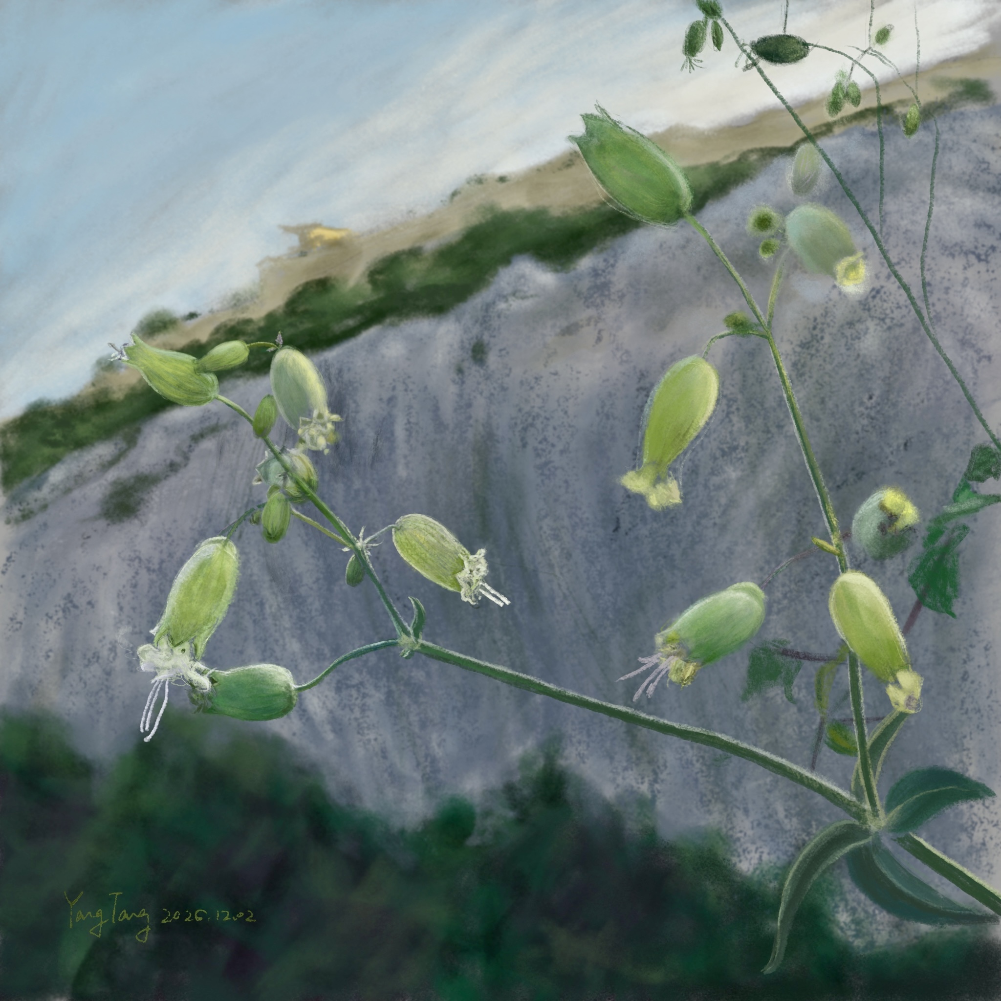 wild flowers 027 – silene vulgaris wild flowers 027 – silene vulgaris