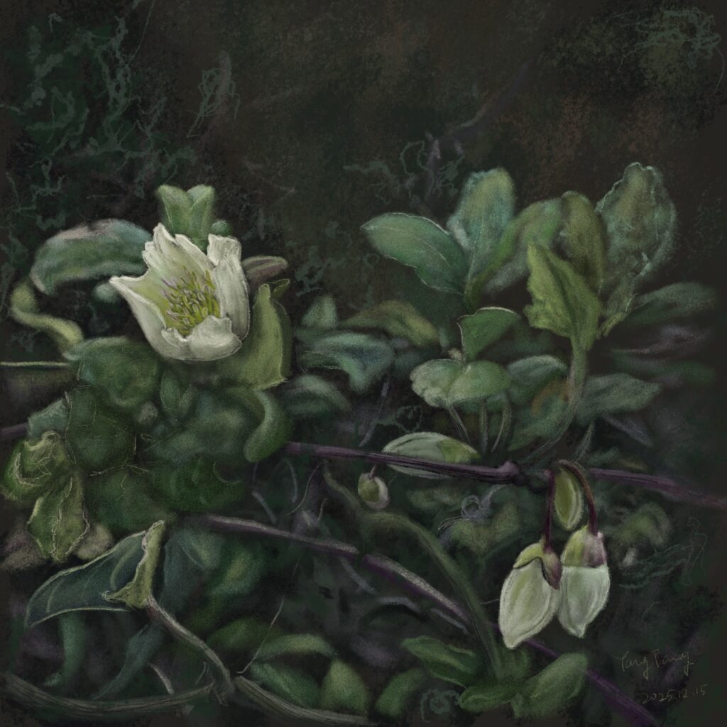 Two Springs wild flowers 028 –