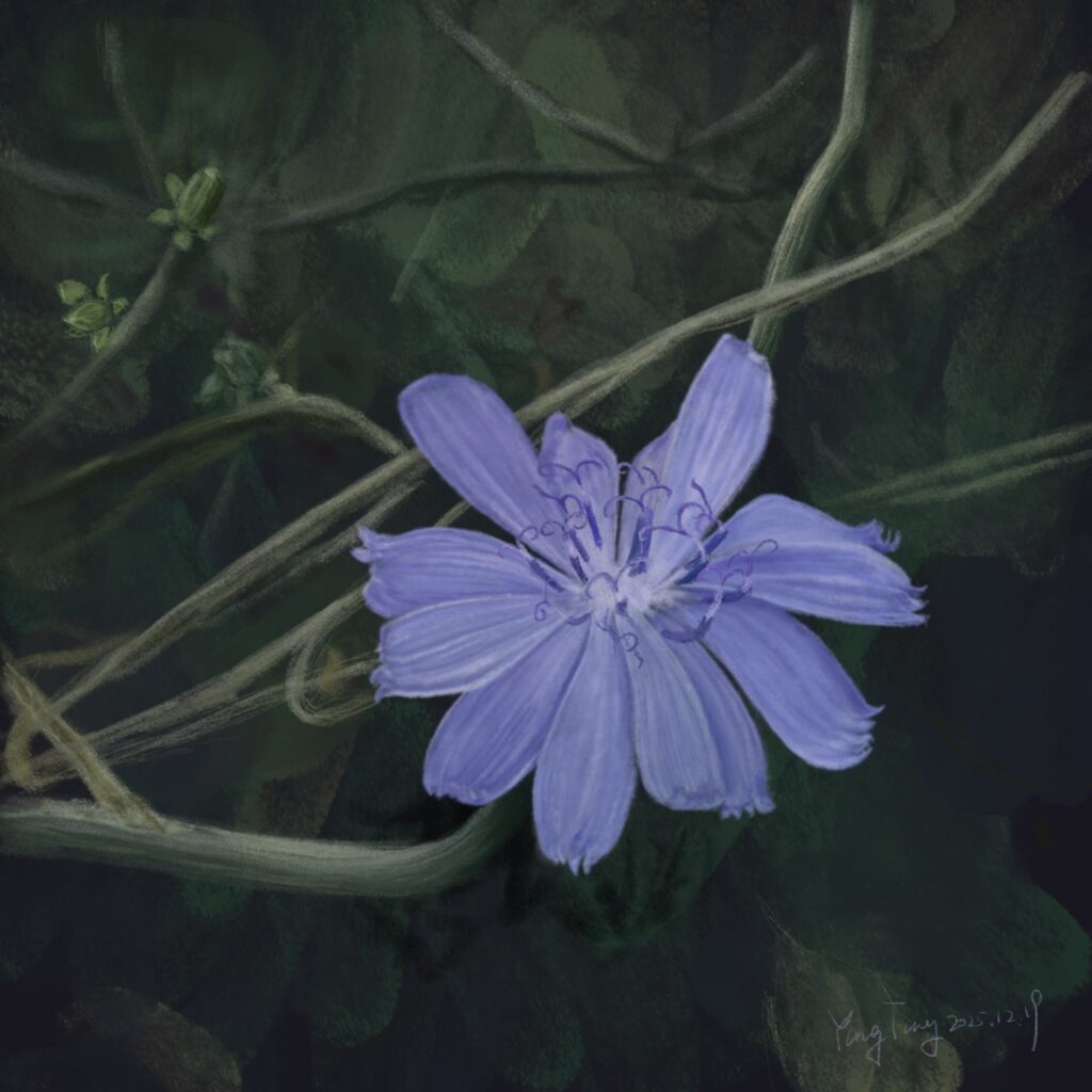 Two Springs wild flowers 030 – cichorium intybus