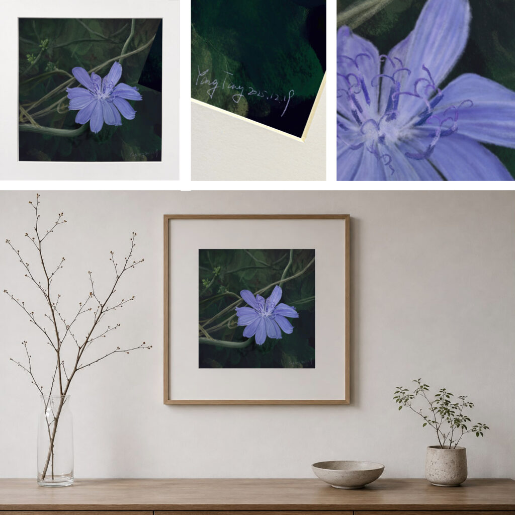 wild flowers 030 – cichorium intybus