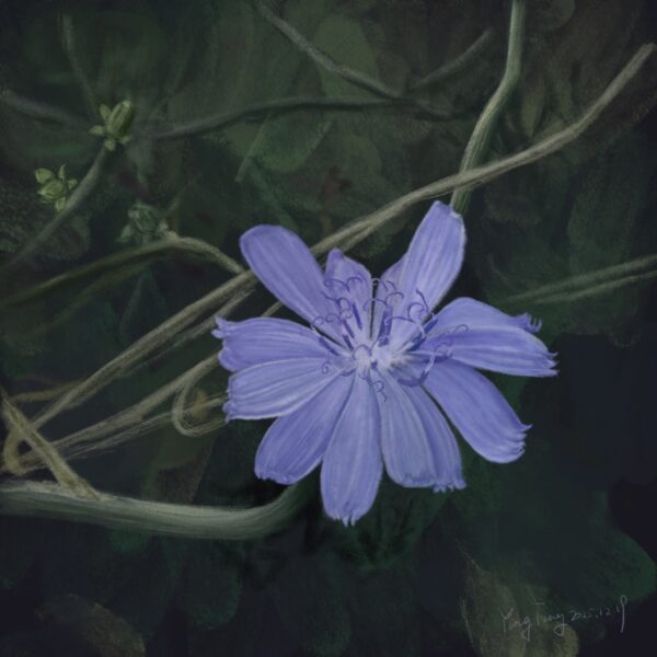 Two Springs wild flowers 030 – cichorium intybus