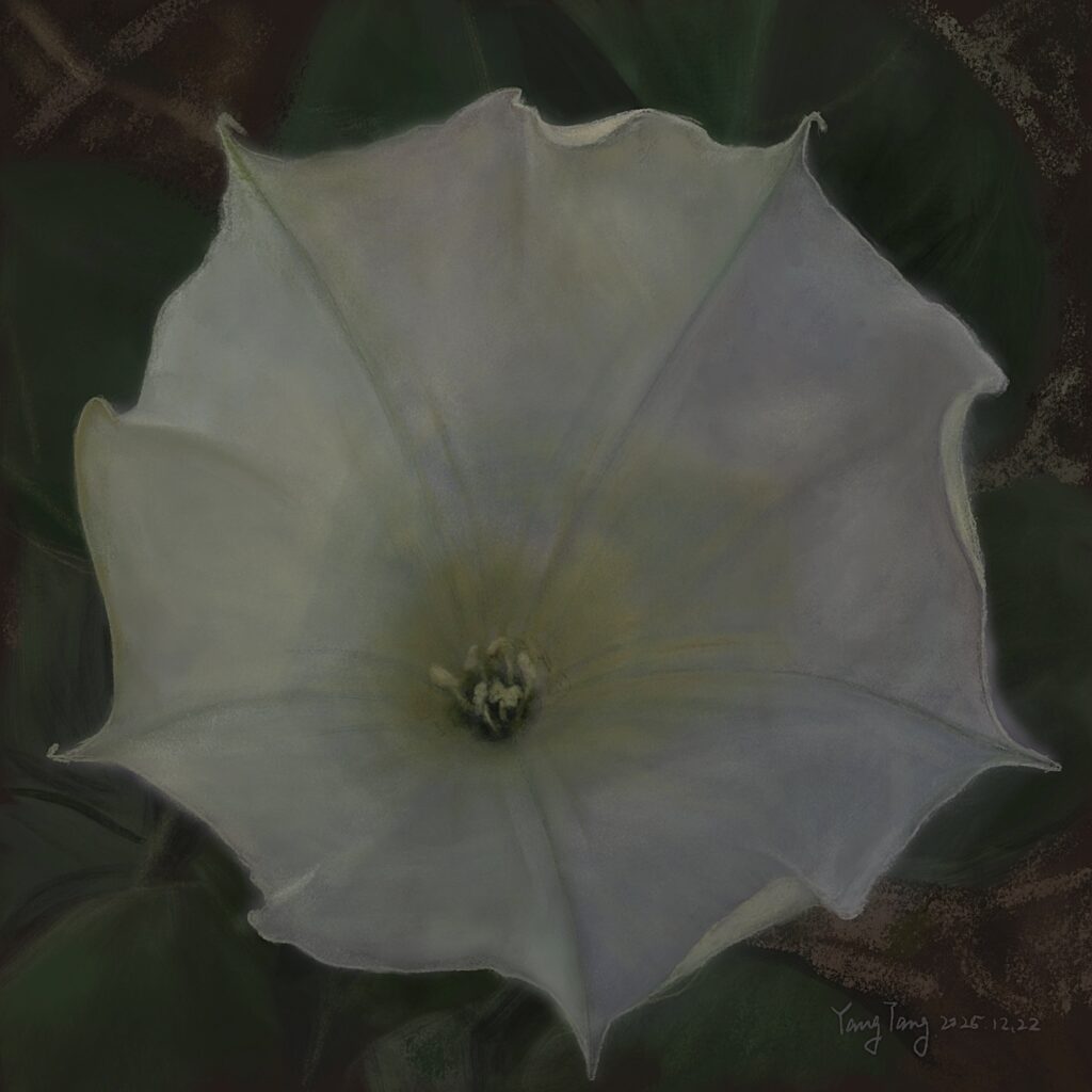 Two Springs wild flowers 031 – datura stramonium