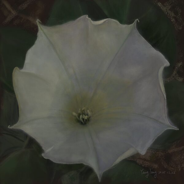 Two Springs wild flowers 031 – datura stramonium