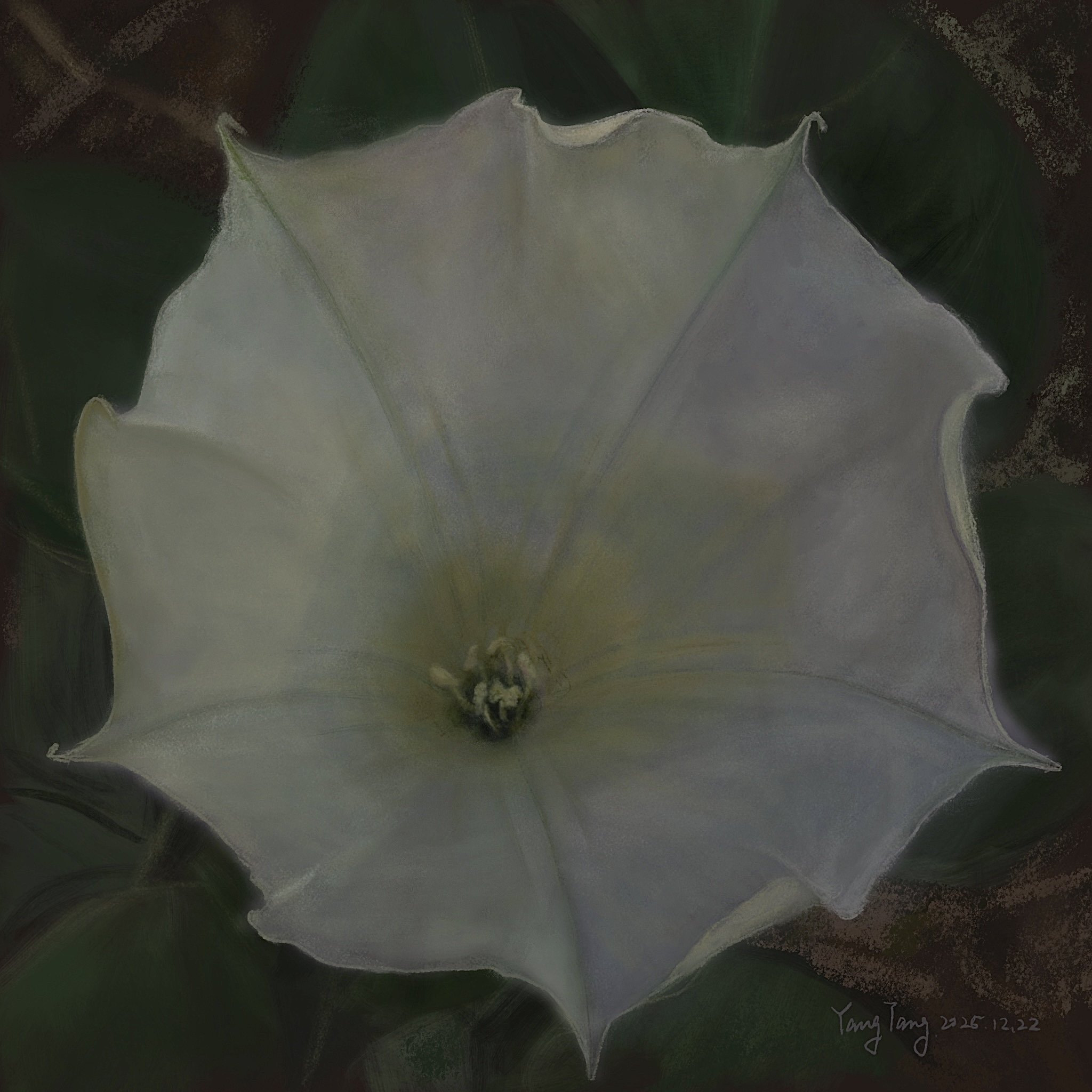 wild flowers 031 – datura stramonium wild flowers 031 – datura stramonium