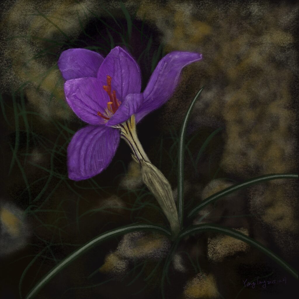 Two Springs wild flowers 032 –