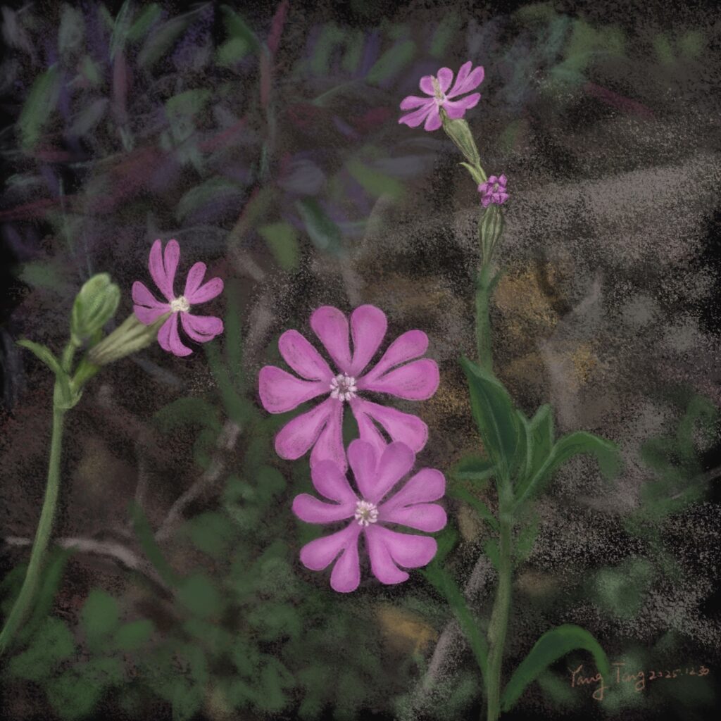 Two Springs wild flowers 033 – silene colorata
