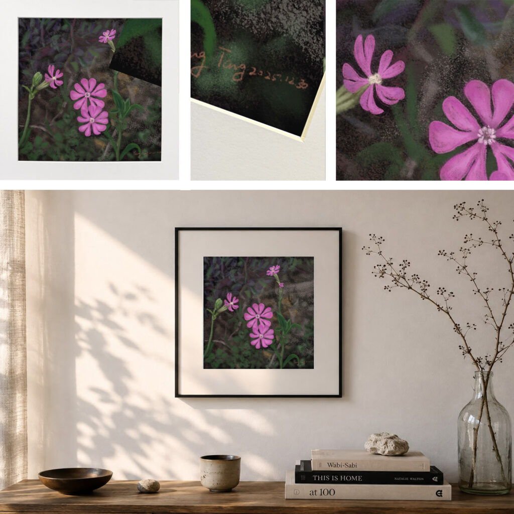 wild flowers 033 – silene colorata